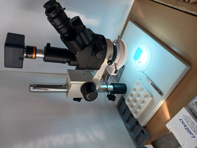 Microscope